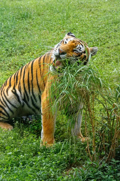 Vertical Shot Tiger Grazing Grass — Fotografie, imagine de stoc