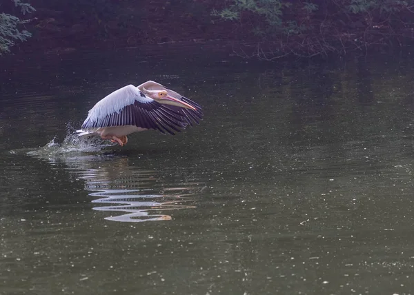 Pink Pelican Taking Fly Lake — Fotografia de Stock