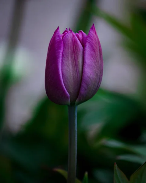 Красивый Цветок Фиолетового Тюльпана Цветущий Саду — стоковое фото