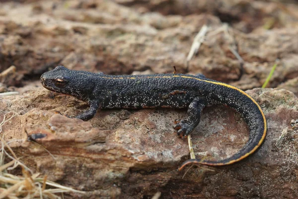 Full Body Closeup Terrestrial Balkan Crested Newt Triturus Ivanbureschi Sitting — стокове фото