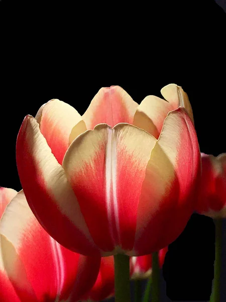 Vertical Closeup Shot Beautiful Tulips Garden — Stok fotoğraf
