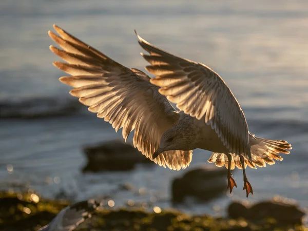 Closeup Shot Flying Seagull Blurred Ocean Background — Foto Stock