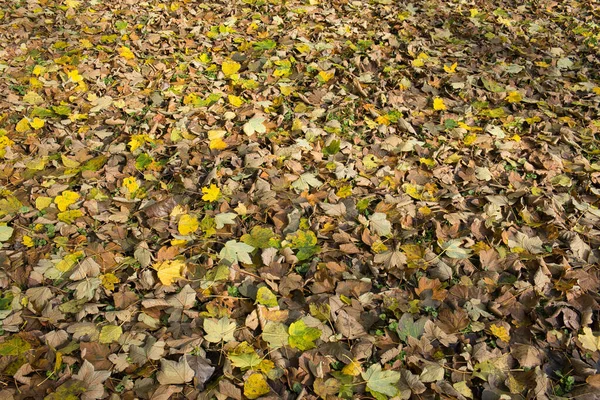 형형색색의 잎으로 뒤덮인 — 스톡 사진