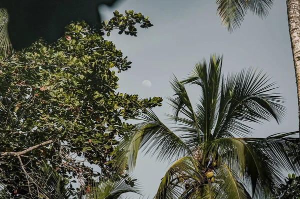 Beautiful Landscape Green Palm Trees Tropic — Photo