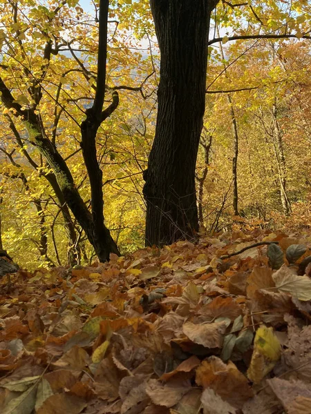 Una Foto Fascinante Bosque Lleno Hojas Coloridas Durante Otoño — Foto de Stock