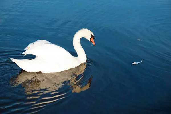 Shot Mute Swan Cygnus Olor Reflection Lake Sunlight — Foto Stock