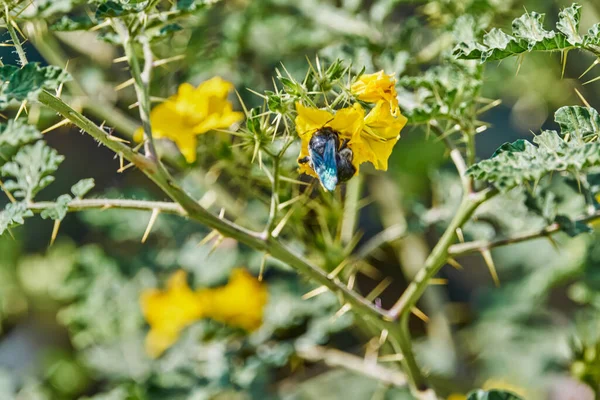 Flor Amarela Dentro Uma Plantação Agave Azul Com Insetos Polinizadores — Fotografia de Stock