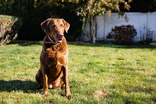 A closeup shot of a brown Chesapeake Bay Retriever outdoors