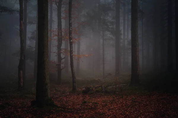夕方のバイエルンの森の風景 — ストック写真