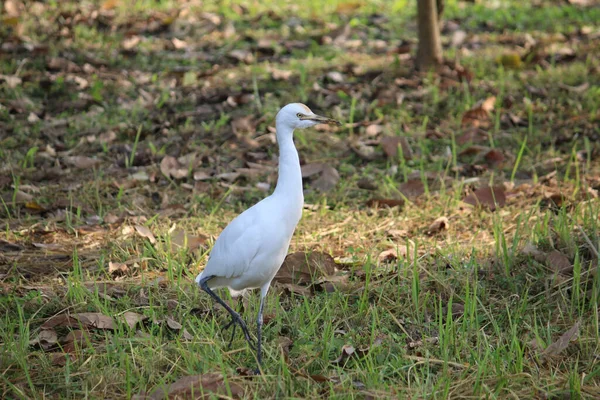 Lovely White Egret Walking Grassy Ground Dry Fallen Leaves Sunny — Zdjęcie stockowe
