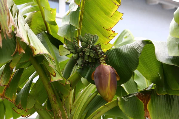 Closeup Shot Banana Palm Fruits Leaves — стоковое фото