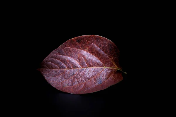 Closeup Shot Dead Red Leaf Texture Black Background — Stockfoto