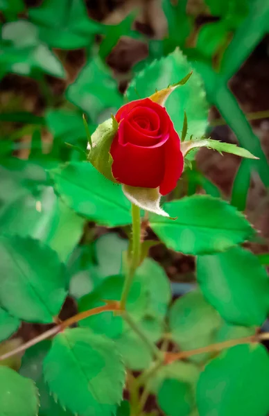 Eine Nahaufnahme Einer Roten Rose Die Einem Garten Wächst — Stockfoto