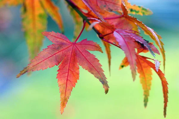 Closeup Shot Beautiful Autumnleaves Sunlight — стоковое фото