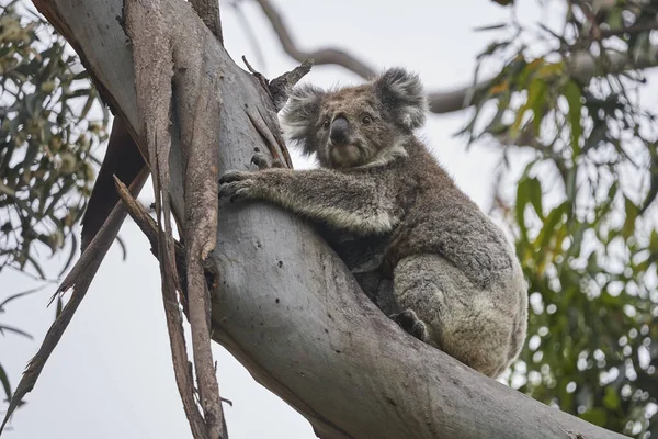 Urocza Koala Dzieckiem Nad Rzeką Kennett Great Ocean Road Victoria — Zdjęcie stockowe