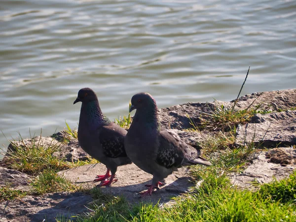 两只鸽子在池塘边的特写镜头 — 图库照片