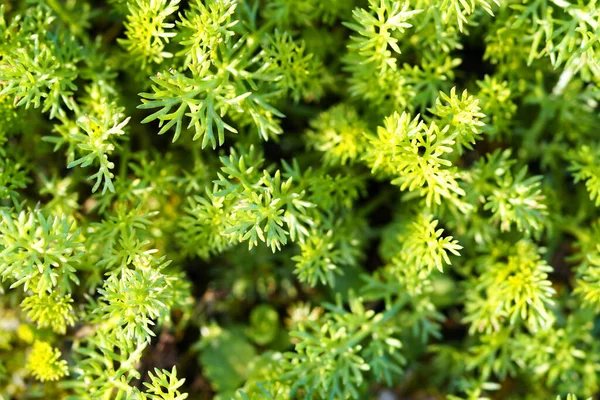Top View Green Moss Background — Stock Photo, Image