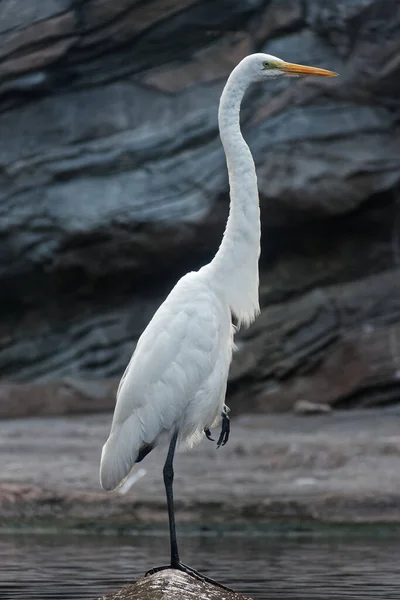 Vertical Shot Great White Egret Stone Water Ardea Alba — Stock Photo, Image