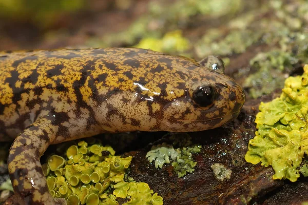 Close Macho Colorido Rara Salamandra Hondo Streamside Japonesa Hynobius Kimurae — Fotografia de Stock