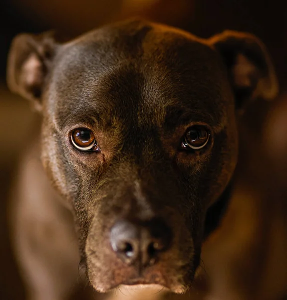 Closeup Shot Cute Brown Dog Blurred Background — Stock fotografie