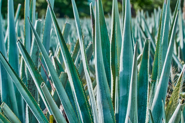 Plantación Agave Azul Campo Para Hacer Tequila Tequila Concepto Industria —  Fotos de Stock