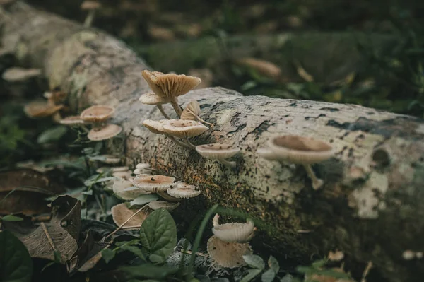 Een Closeup Van Schimmel Een Gevallen Boom Een Woud — Stockfoto