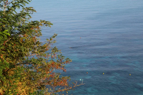 Blue Sea Tree Foreground Summer — Stockfoto