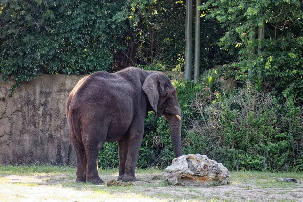 Landscape View Zoo Elephant Walking — Stock Photo, Image