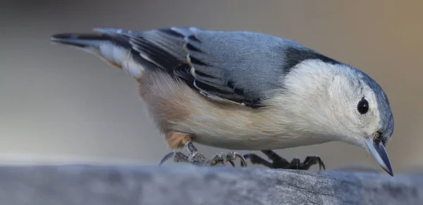 Closeup White Breasted Nuthatch Bird — Fotografia de Stock