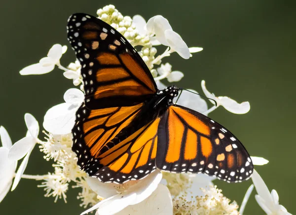 Gros Plan Papillon Monarque Sur Une Fleur Fleurs — Photo