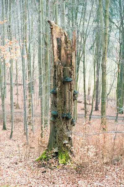 Vertical Shot Old Tree Trunk Mushrooms — Stockfoto