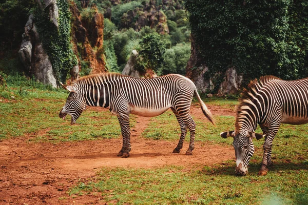 Daylight Shot Two Zebras Nature Background — Stockfoto