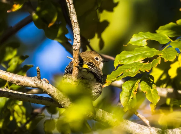 Zbliżenie Ujęcia Małego Ptaka Siedzącego Gałęzi Drzewa — Zdjęcie stockowe