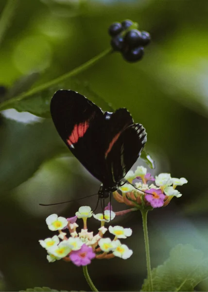 Прекрасна Макрофотографія Чорного Метелика Лепідоптера Полі Розмитим Фоном — стокове фото