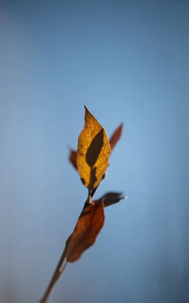 Airdrie Canada Nov 2021 Fotografie Verticală Închidere Frunzelor Uscate Sucursală — Fotografie, imagine de stoc