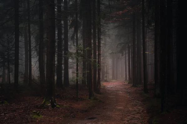 Ландшафт Баварської Лісової Стежки Осіннього Вечора Баварія Німеччина — стокове фото