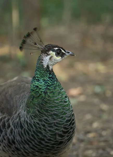 Vertical Closeup Female Peacock — Fotografia de Stock