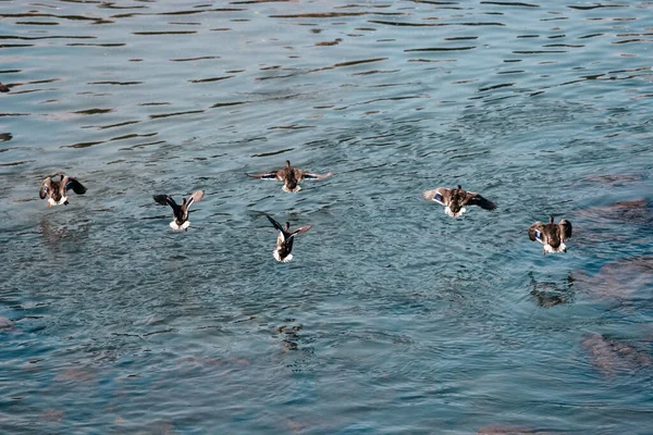Grupo Patos Salvajes Sobrevolando Lago — Foto de Stock