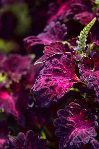 Closeup Bright Beautiful Coleus Leaves — Foto Stock