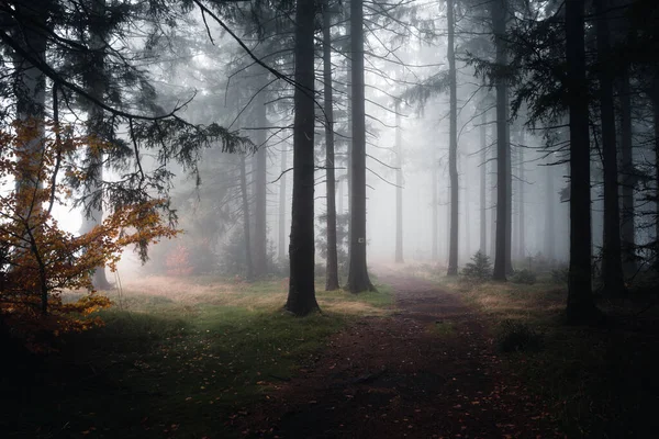 Дикий Осінній Ліс Туманом Увечері Баварський Ліс — стокове фото