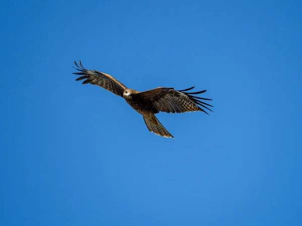 Scenic View Black Eared Kite Milvus Migrans Lineatus Hovering Sky — Fotografia de Stock