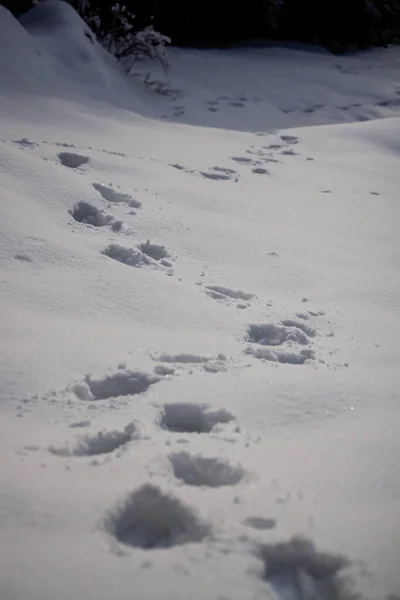 Vertical Shot Animal Footprints Snow — Fotografia de Stock