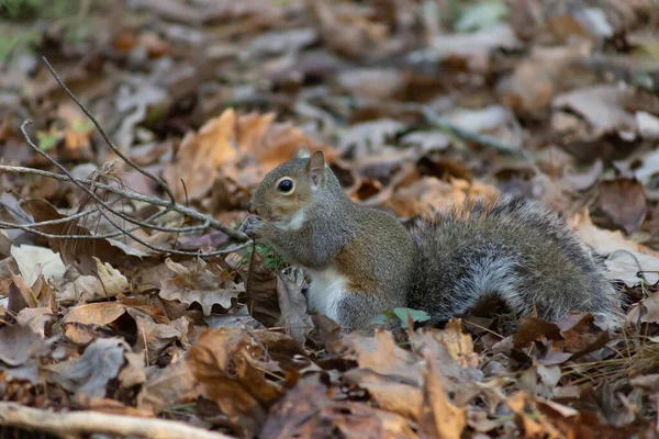 Closeup Adorable Squirrel Park — Stockfoto