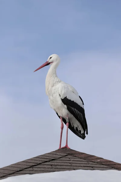 Vertical Shot White Stork Standing Roof Clear Skies Background — Stock Photo, Image