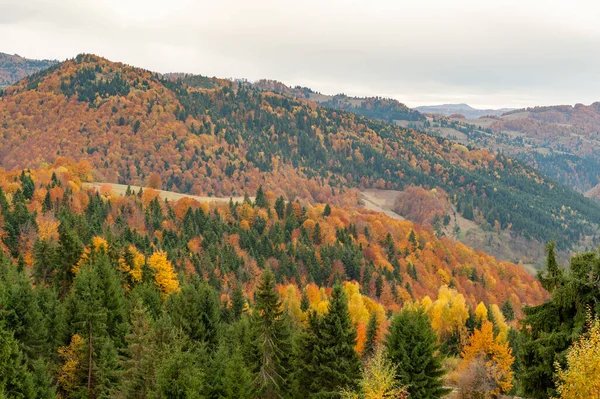 Beautiful View Fall Orange Trees Mountains Dumesti Alba County Romania — Fotografia de Stock