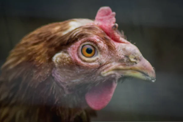 ぼやけた背景に鶏の頭のマクロショット — ストック写真