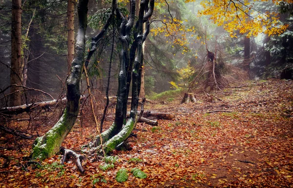 Sonbahar Boyunca Renkli Bir Ormanın Büyüleyici Bir Görüntüsü — Stok fotoğraf