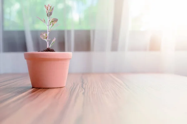 Beau Pot Plante Plastique Sur Une Table Bois Dans Pièce — Photo