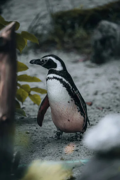 Vertical Shot Jackass Penguin Zoo — Fotografia de Stock