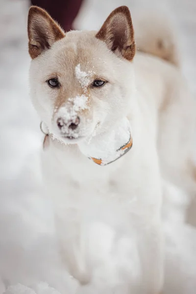 雪の中で白芝犬の選択的フォーカスショット — ストック写真